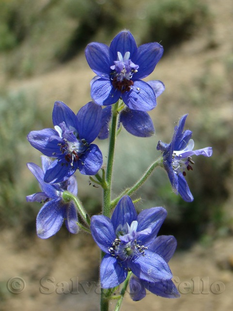 Delphinium Staphisagria